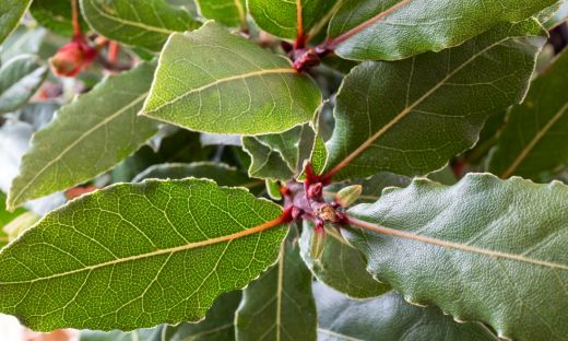 Bay Leaf Plant