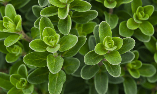 Marjoram Substitute