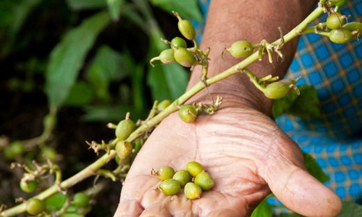 Harvesting of cardamom seeds