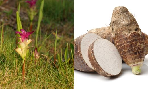 Usage of arrowroot