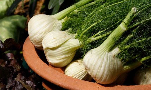 what is fennel and where we can use it?