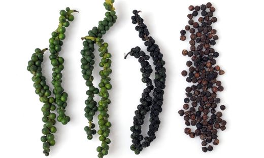 The process of harvesting black pepper