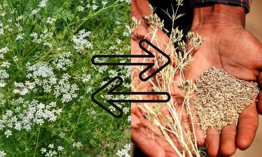 how to grow and harvest cumin