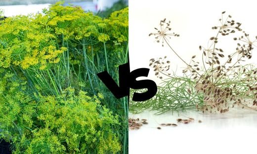difference between dill seed and dill weed
