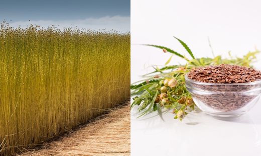 what is flax seed and where we can use it?