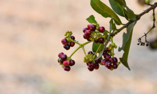 Allspice Plant