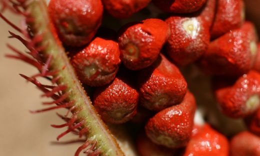 How to Make Annatto Oil