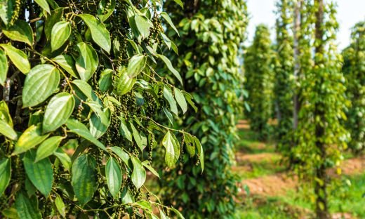 How Black Pepper is Made