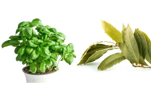Is Bay Leaves and Basil the Same?