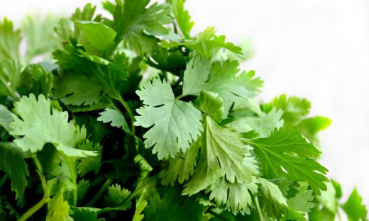 Popular Herb Aka Cilantro or Chinese Parsley