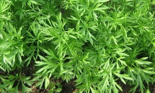 Confetti Cilantro: A Whimsical Twist on a Classic Herb