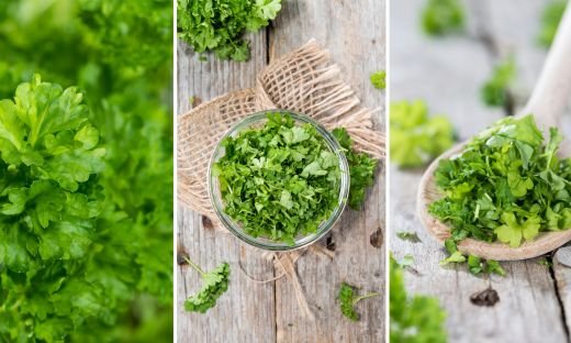 Culantro vs Cilantro: Understanding the Difference