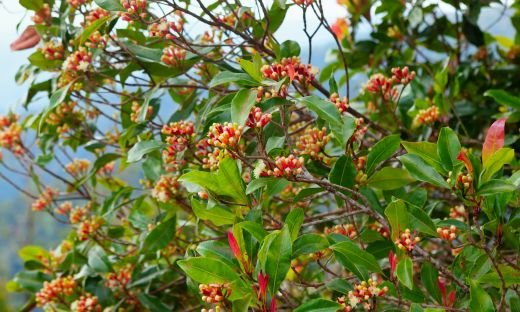 How to Grow Clove Trees at Home: A Comprehensive Guide