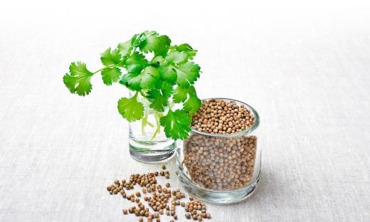 From Coriander Leaves to Seeds: Utilizing the Whole Plant