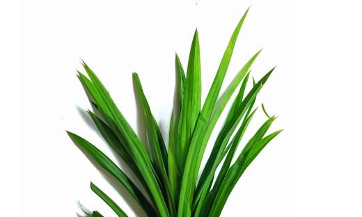 The Role of Pandan in Malaysian and Indonesian Desserts: A Flavorful Journey