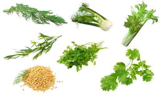Substitutes for Dill Seed in Cooking