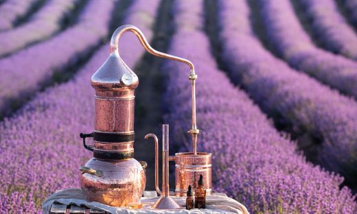 The Chemistry Behind the Scent of Lavender