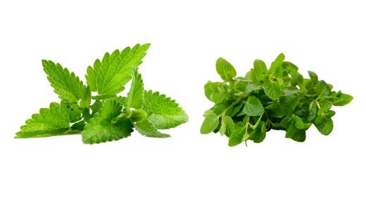 Mint vs. Spearmint