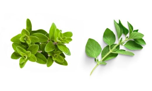 Marjoram vs. Oregano