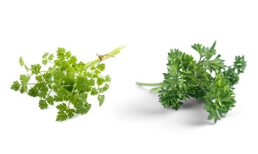 Chervil vs. Parsley
