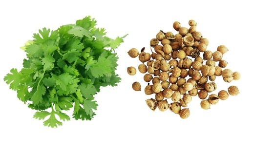 Coriander Seeds vs. Coriander Leaves