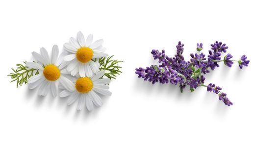 Lavender vs. Chamomile