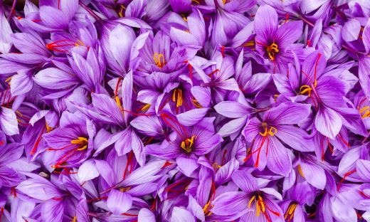 From Flower to Spice: The Journey of a Saffron Crocus