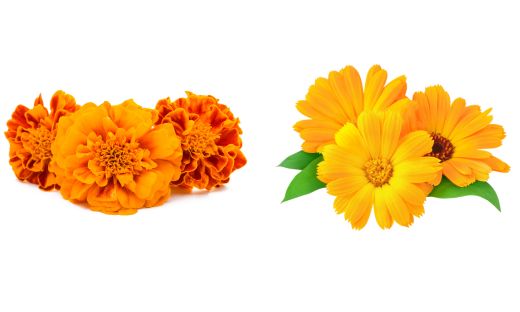 The difference between calendula and marigold