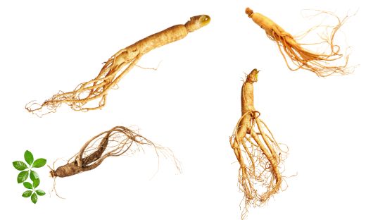 Different Varieties of Ginseng and Their Unique Characteristics. do not give health benefits in this article.