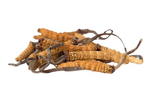 What is Cordyceps
