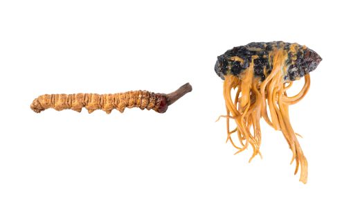 Cordyceps Sinensis vs. Cordyceps Militaris