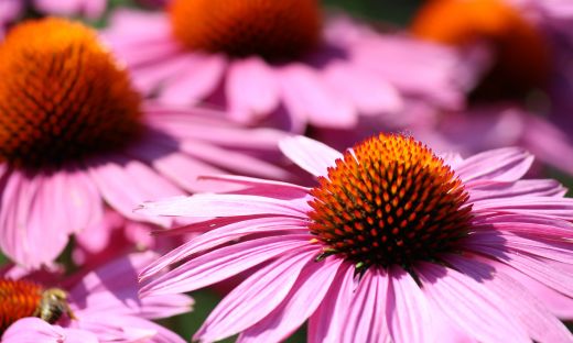 What Is Echinacea?
