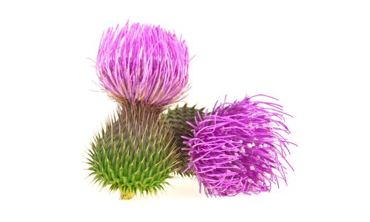 what is milk thistle?