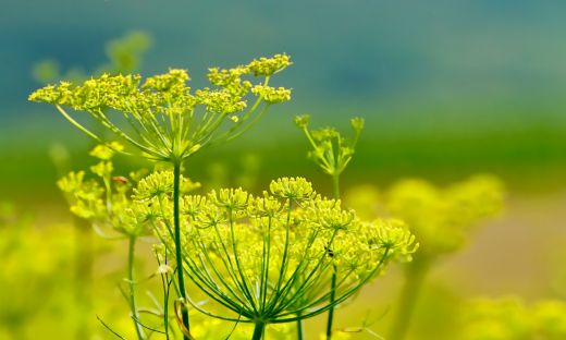 Fennel Flowers