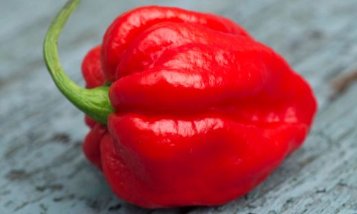 carolina reaper