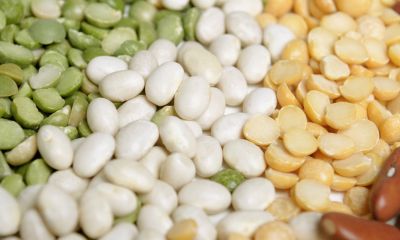 Exploring the Variety of Beans: A Comprehensive List