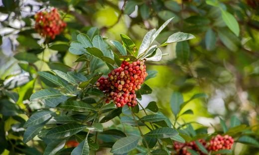How Pink Peppercorn Tastes