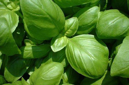 Basil - iSpice You