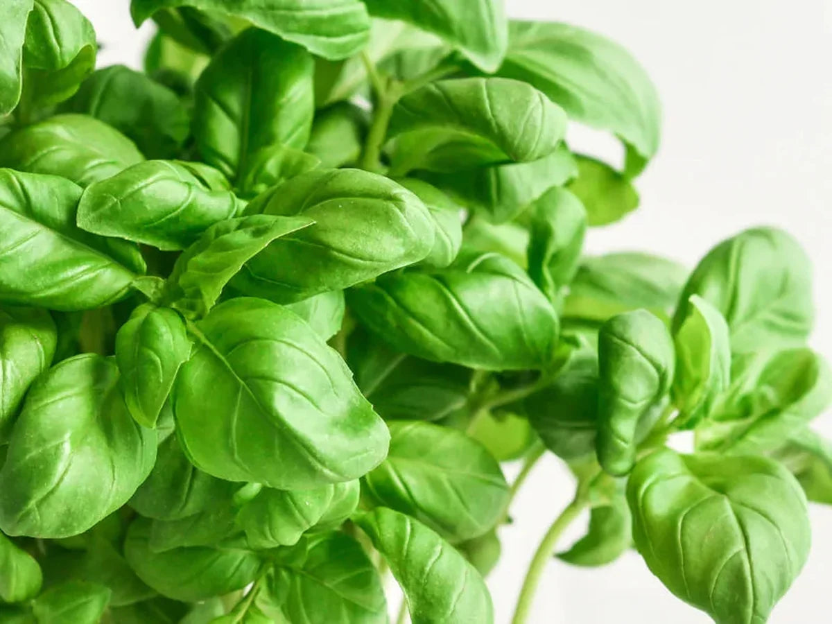 Basil — iSpice spice guide