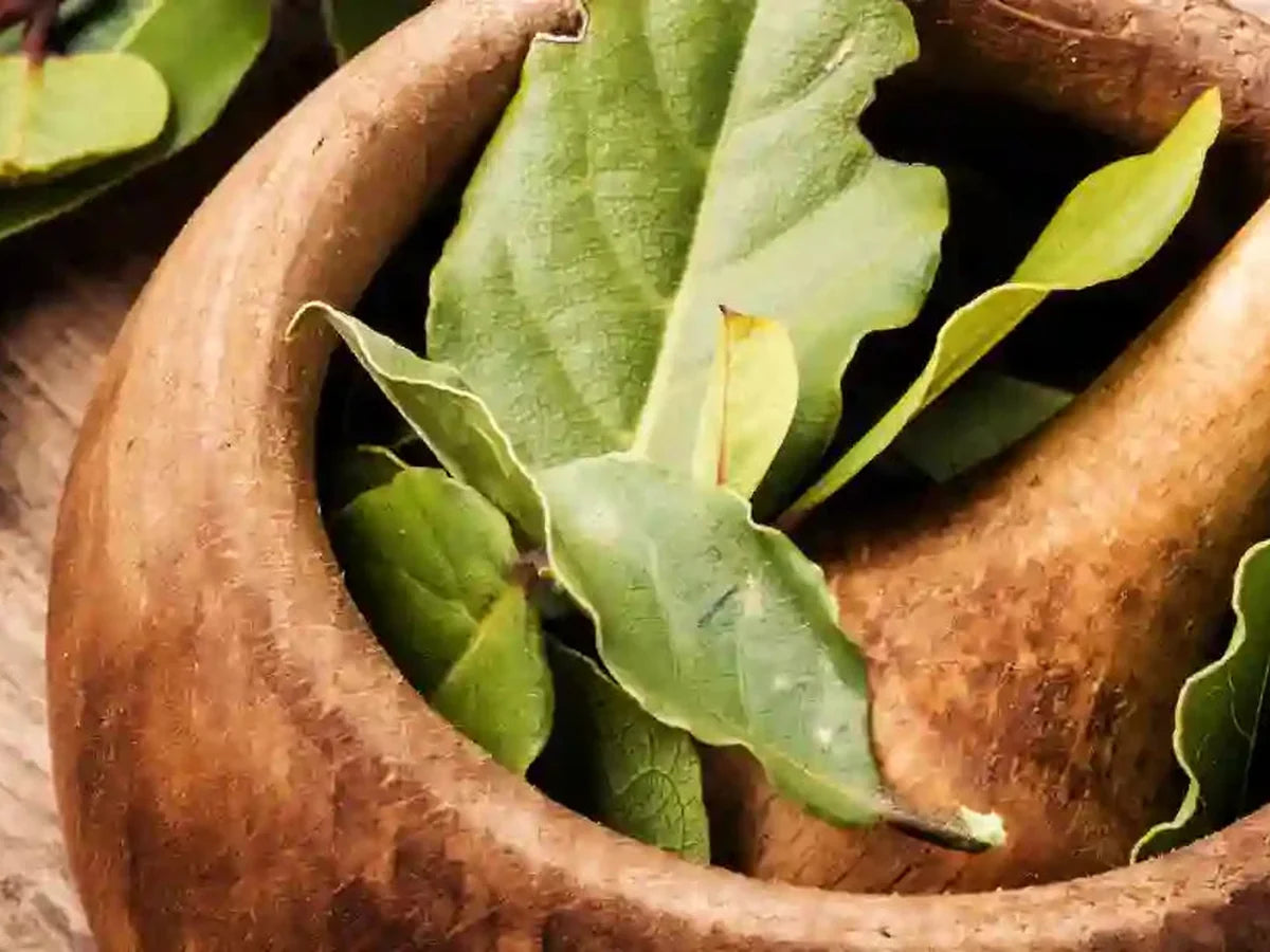Bay Leaves — iSpice spice guide