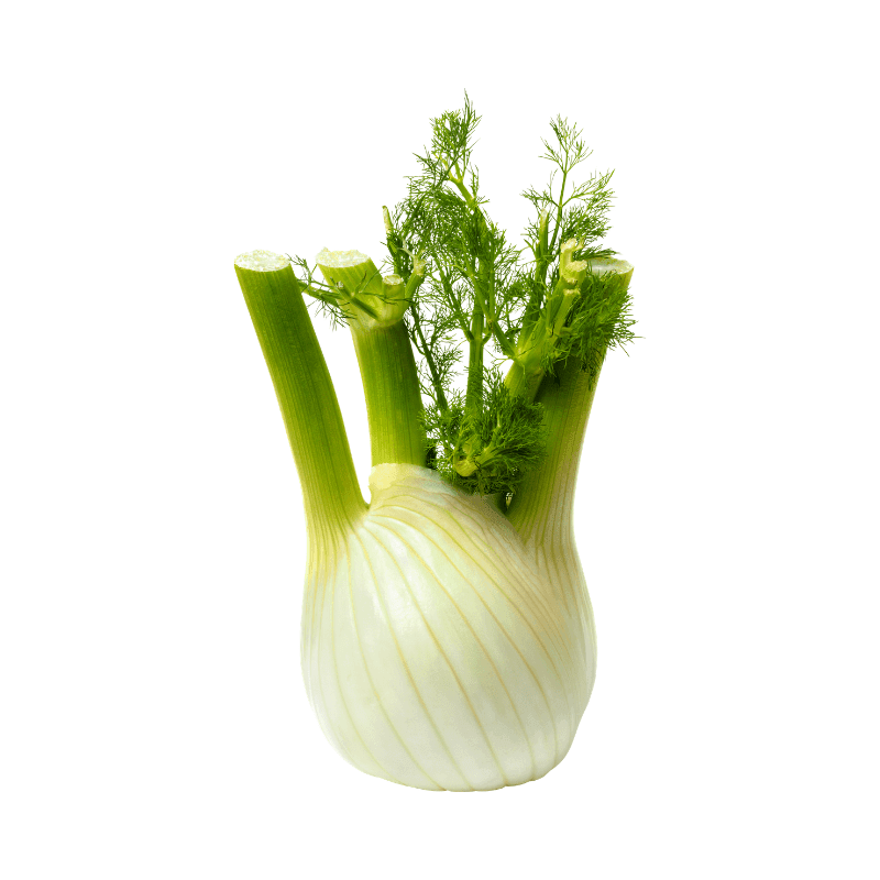 Fennel is a flowering plant in the carrot family with leaves that resemble dill
