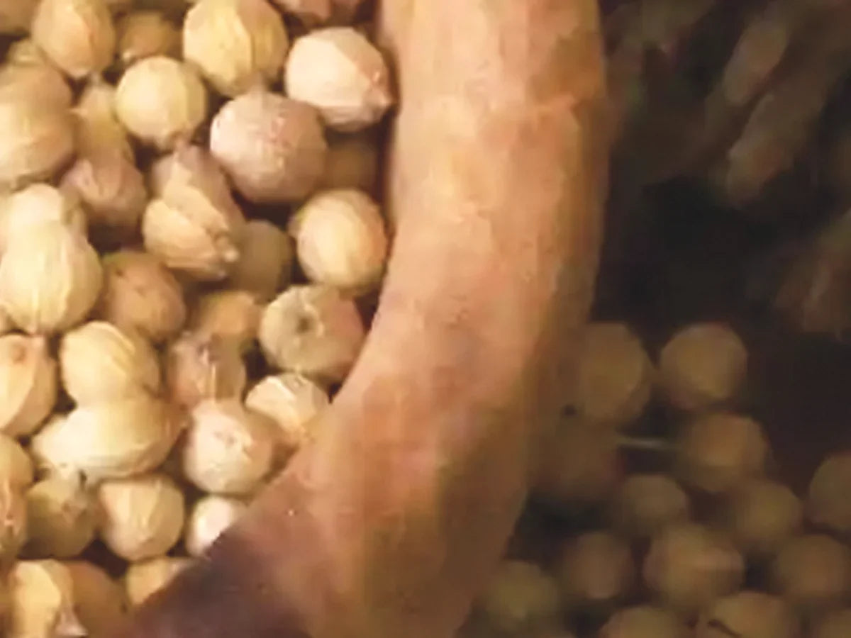 Coriander — iSpice spice guide