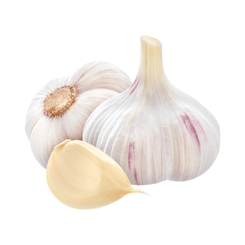 Garlic is a species in the onion family, with close relatives being shallots