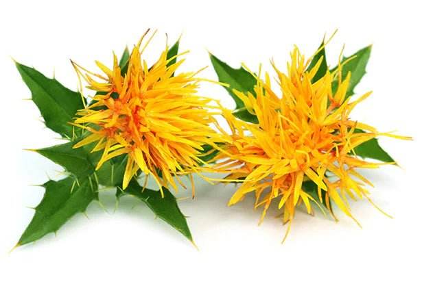 Safflower, in contrast to saffron, is the petal of a common flowering plant