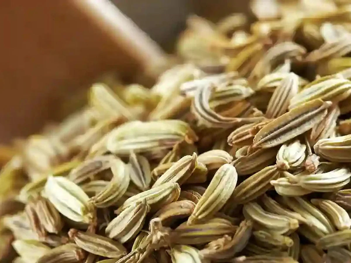 Fennel — iSpice spice guide