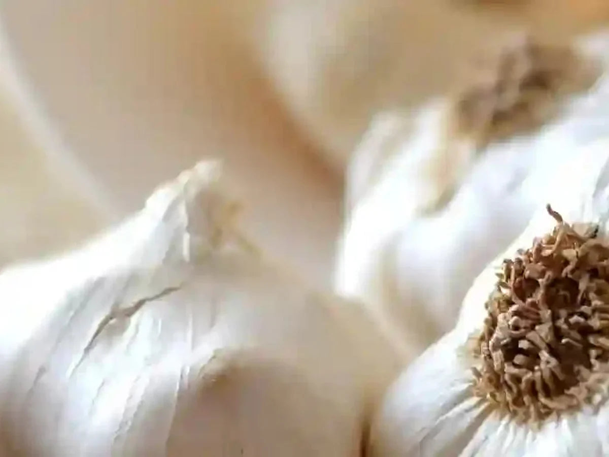 Garlic — iSpice spice guide
