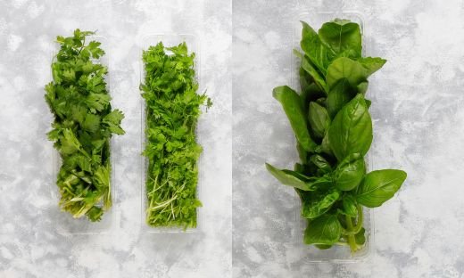 Basil vs. Cilantro: A Comparative Look at Two Culinary Herbs