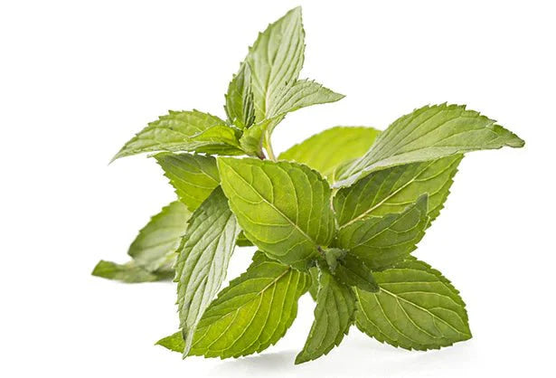 Spearmint, also known as garden mint, is a species of mint native to much of Europe and Asia.