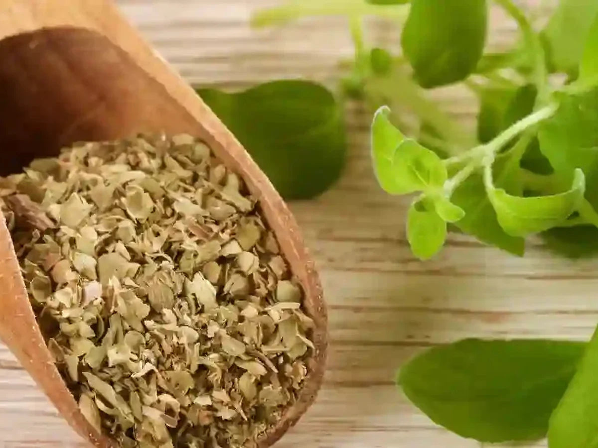 Oregano — iSpice spice guide