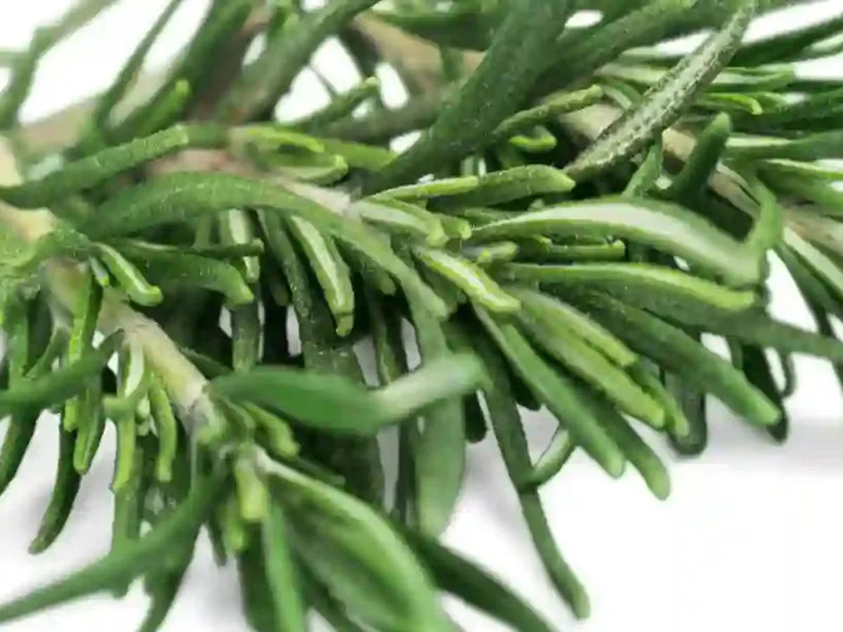 Rosemary — iSpice spice guide
